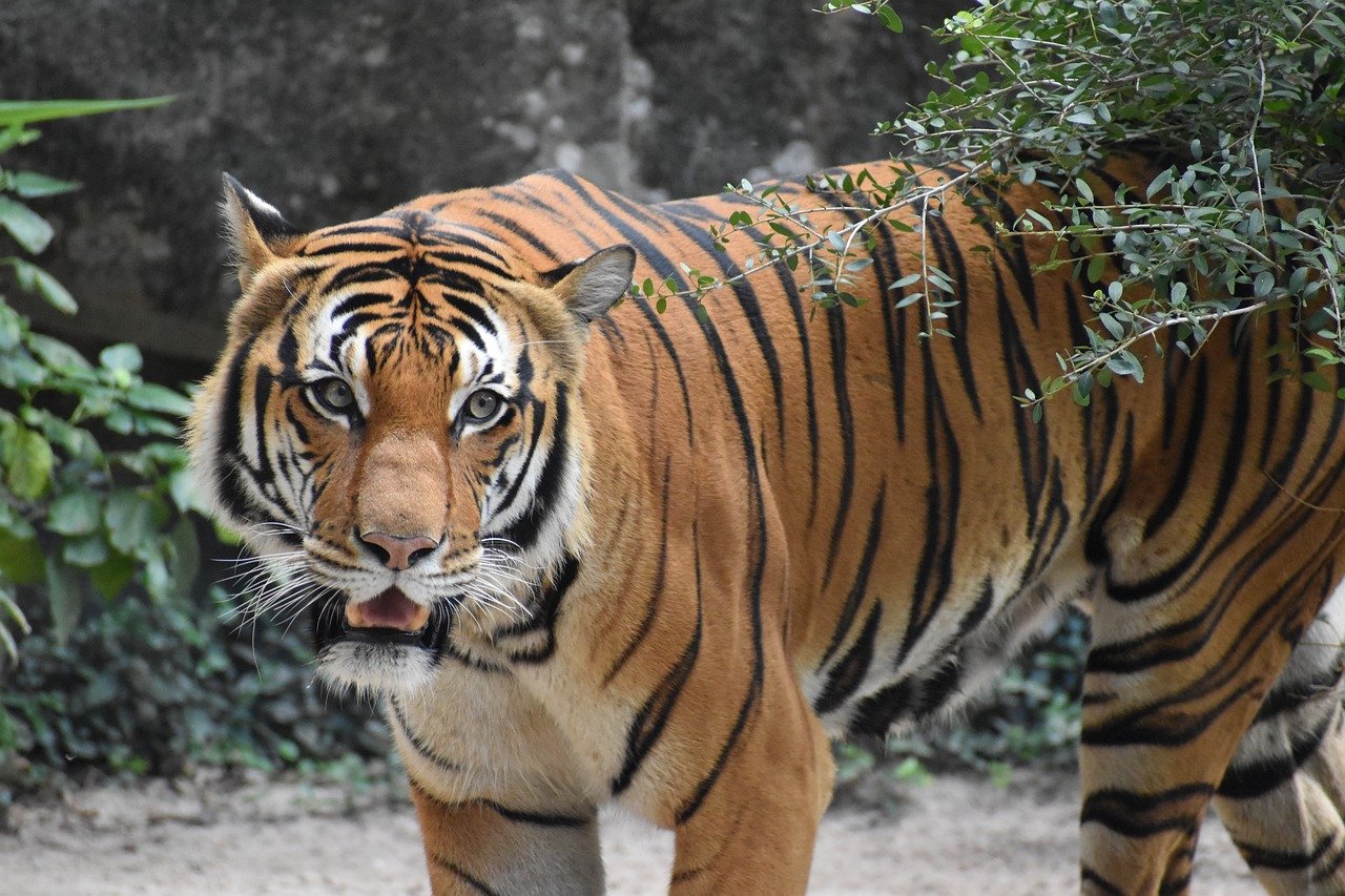 malaysian-tiger-8363779_1280